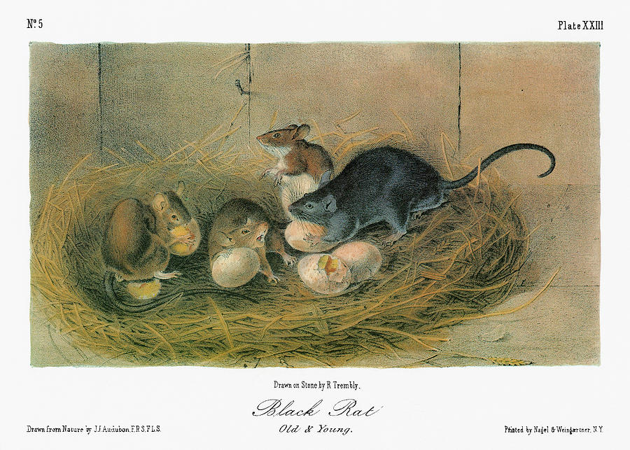 900x643 Audubon Rat Painting By Granger - Rat Painting