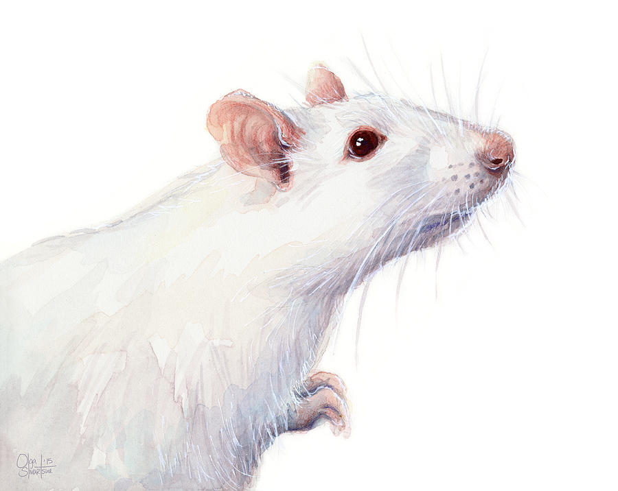 900x716 White Albino Rat Watercolor Painting By Olga Shvartsur - Rat Painting