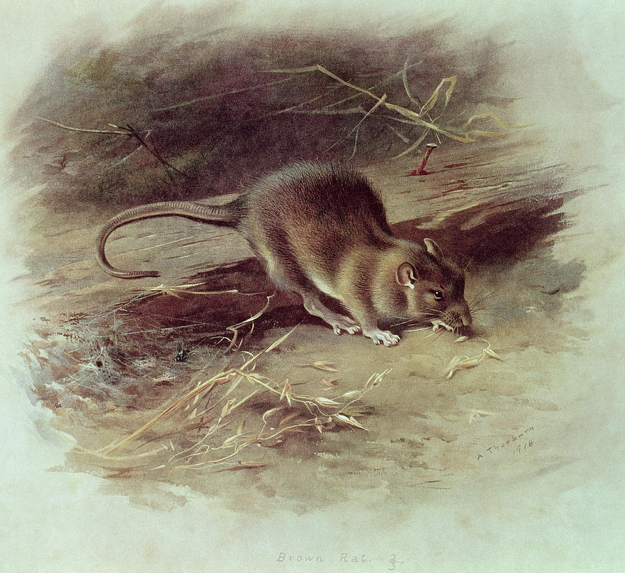 900x826 Brown Rat Rattus Norvegicus 1918 Coloured Engraving Painting By - Rat Painting