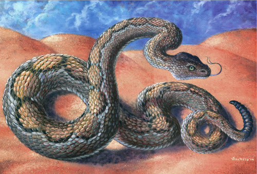 500x339 Rattlesnake Oil Painting By Richard Ancheta - Rattlesnake Painting