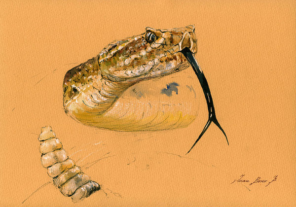 600x420 Rattlesnake Painting Art Print By Juan Bosco - Rattlesnake Painting