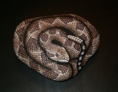 236x184 Hand Painted Rock Art - Rattlesnake Painting