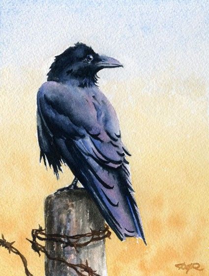 425x560 Raven Bird Wildlife Watercolor Signed Fine Art Print By Artist Dj - Raven Bird Painting