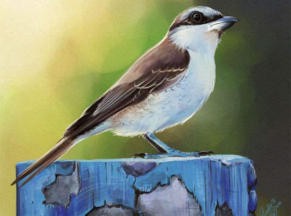 Realistic Bird Painting