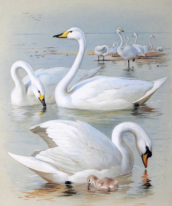 564x674 Realistic Oil Painting Of Birds Great Inspire - Realistic Bird Painting