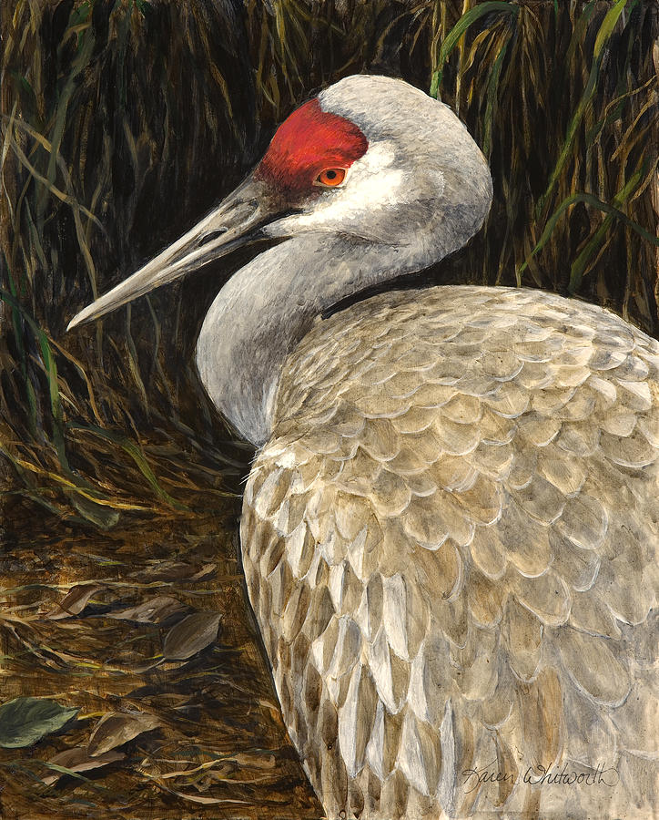 724x900 Sandhill Crane - Realistic Bird Painting