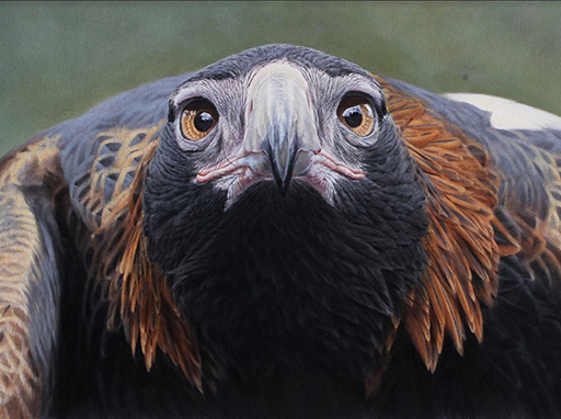 512x382 The Holmes Art Prize - Realistic Bird Painting
