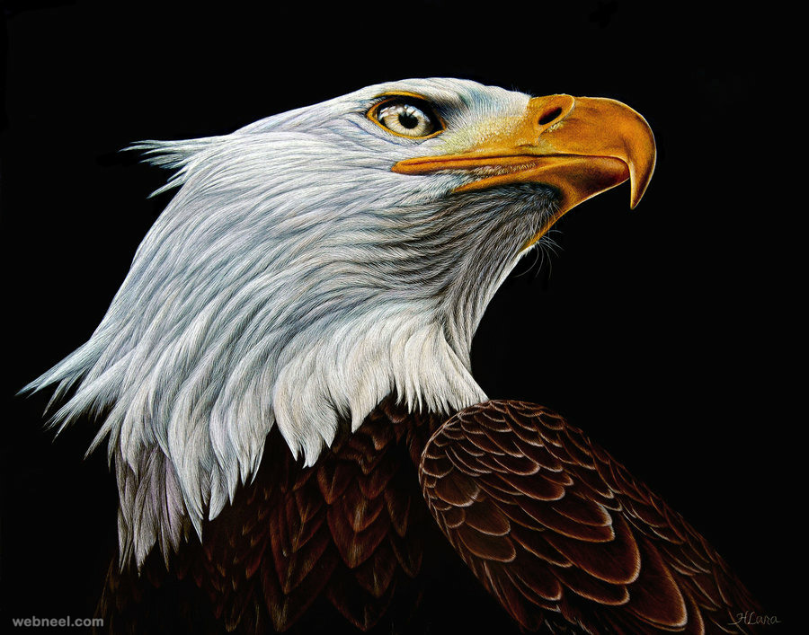 900x707 Bird Painting By Heather 2 - Realistic Bird Painting