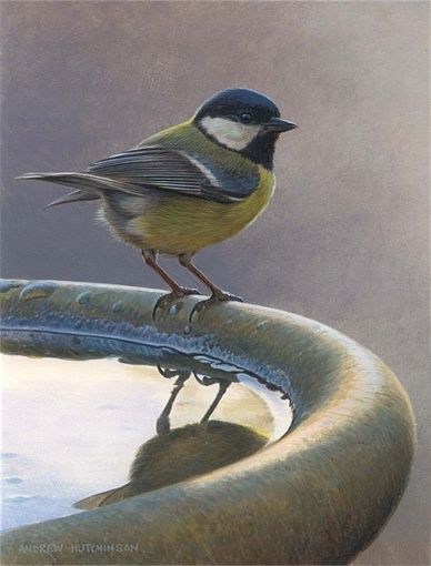 388x510 Ejemplo Del De Andrew Hutchinson Birds - Realistic Bird Painting