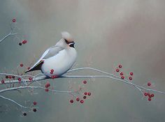 236x175 Realistic Bird Painting Birds Bird And Paintings - Realistic Bird Painting