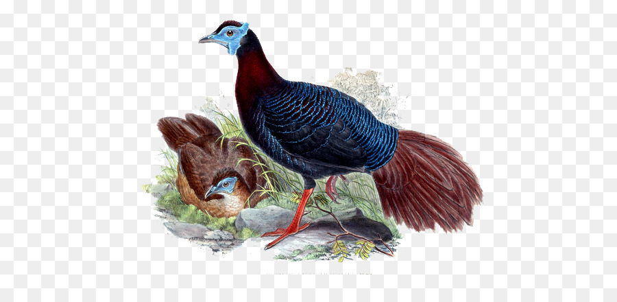 900x440 Bird Painting - Realistic Bird Painting