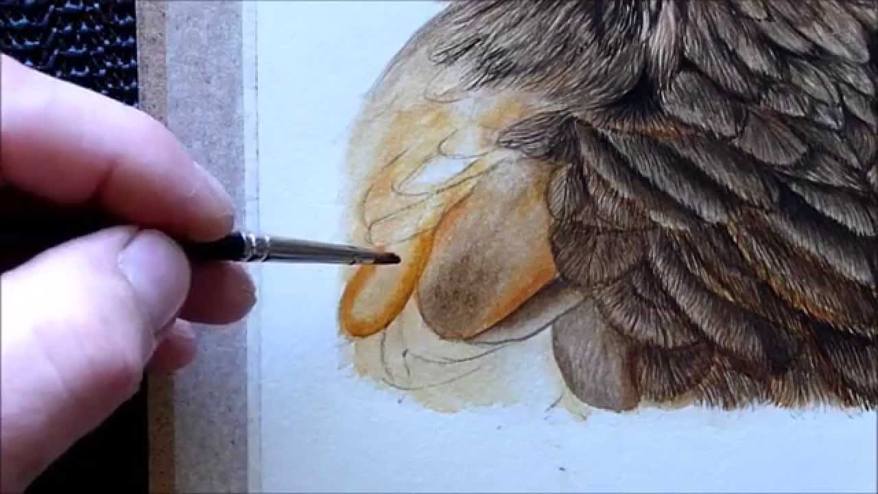 1280x720 Harris Hawk Bird Watercolour Painting Tutorial - Realistic Bird Painting