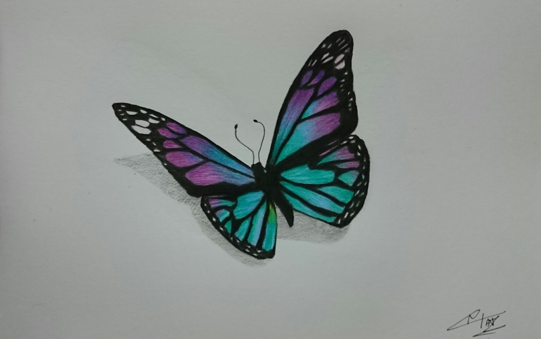 1838x1152 How To Draw A Realistic Butterfly With Colored Pencils - Realistic Butterfly Painting