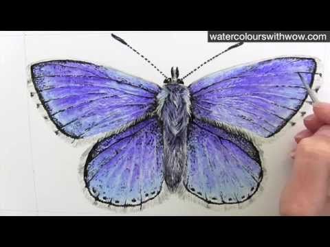 480x360 How To Paint A Realistic And Detailed Blue Butterfly In Watercolor - Realistic Butterfly Painting
