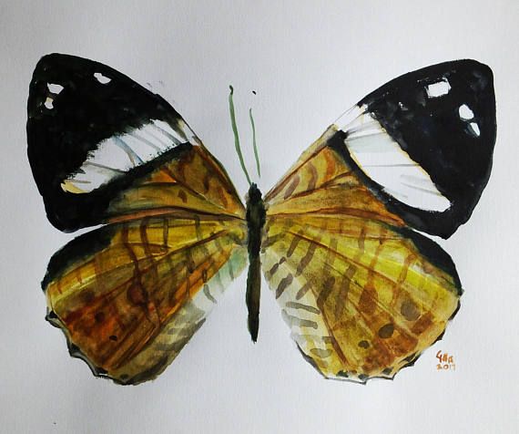 570x476 8 Best My Shop Images On Butterfly Art, Butterfly - Realistic Butterfly Painting