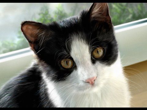480x360 Photo Realistic Cat Painting! (Digital Timelapsed) [Videos - Realistic Cat Painting