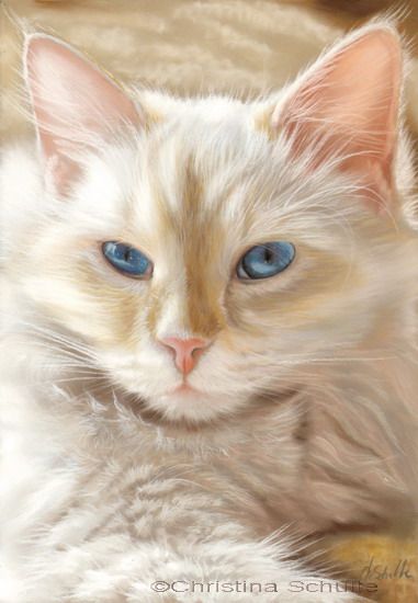 381x550 Blue Eyes Cat, By Christina Schulte (Pastel Painting), So - Realistic Cat Painting