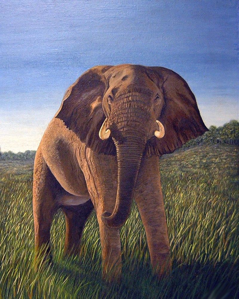 800x1000 Elephant Painting . So Realistic. Art That I Like - Realistic Elephant Painting