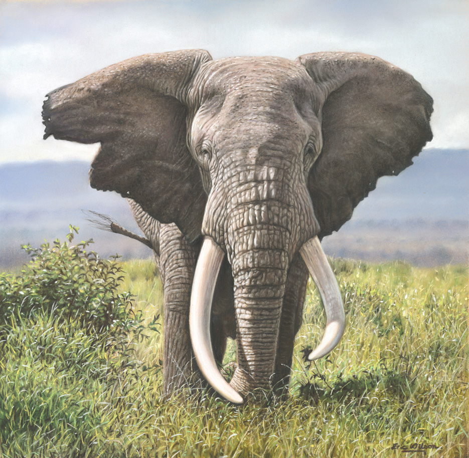 935x914 Eric Wilson Wildlife Artist Gallery Slideshow - Realistic Elephant Painting