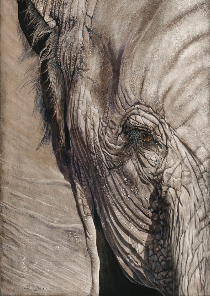 800x1128 Realistic Elephant Painting By Sallymaxwell - Realistic Elephant Painting