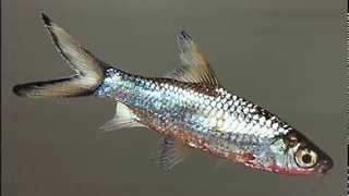 320x180 Is This Real Life Artist Creates Amazing Hyper Realistic Paintings - Realistic Fish Painting