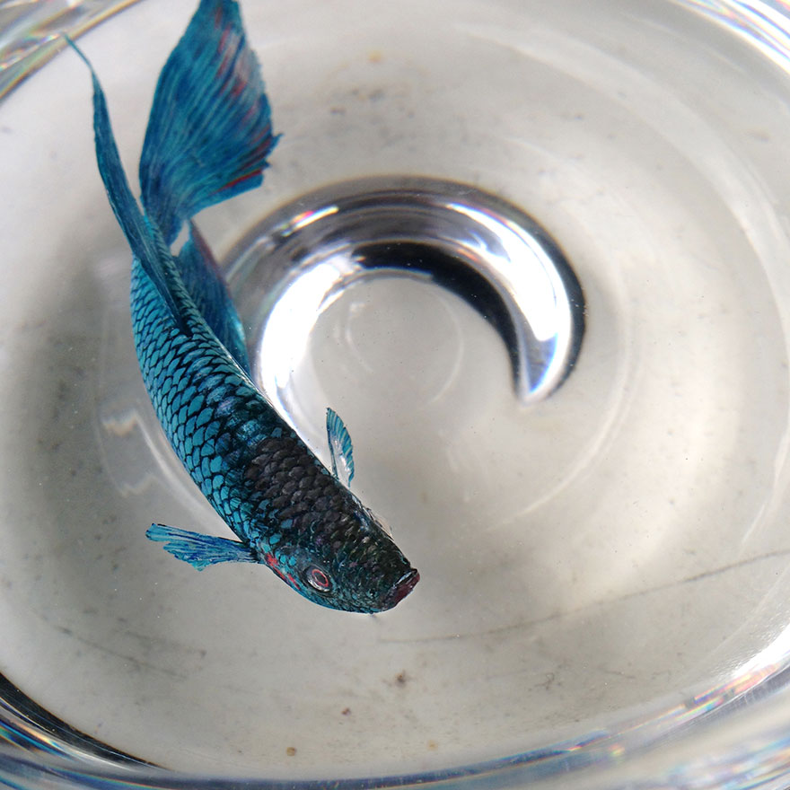 880x880 New Realistic 3d Paintings By Keng Lye Painted With Acrylics - Realistic Fish Painting