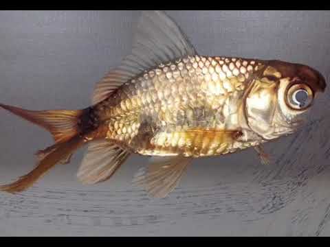 480x360 Stunning Timelapse Of Realistic Watercolor Painting - Realistic Fish Painting