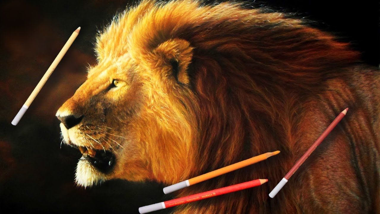1280x720 Hyper Realistic Lion Drawing Sebastian Caltabiano Super - Realistic Lion Painting