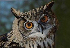 236x164 Realistic Owl Painting Pinned By I Heart Owl - Realistic Owl Painting