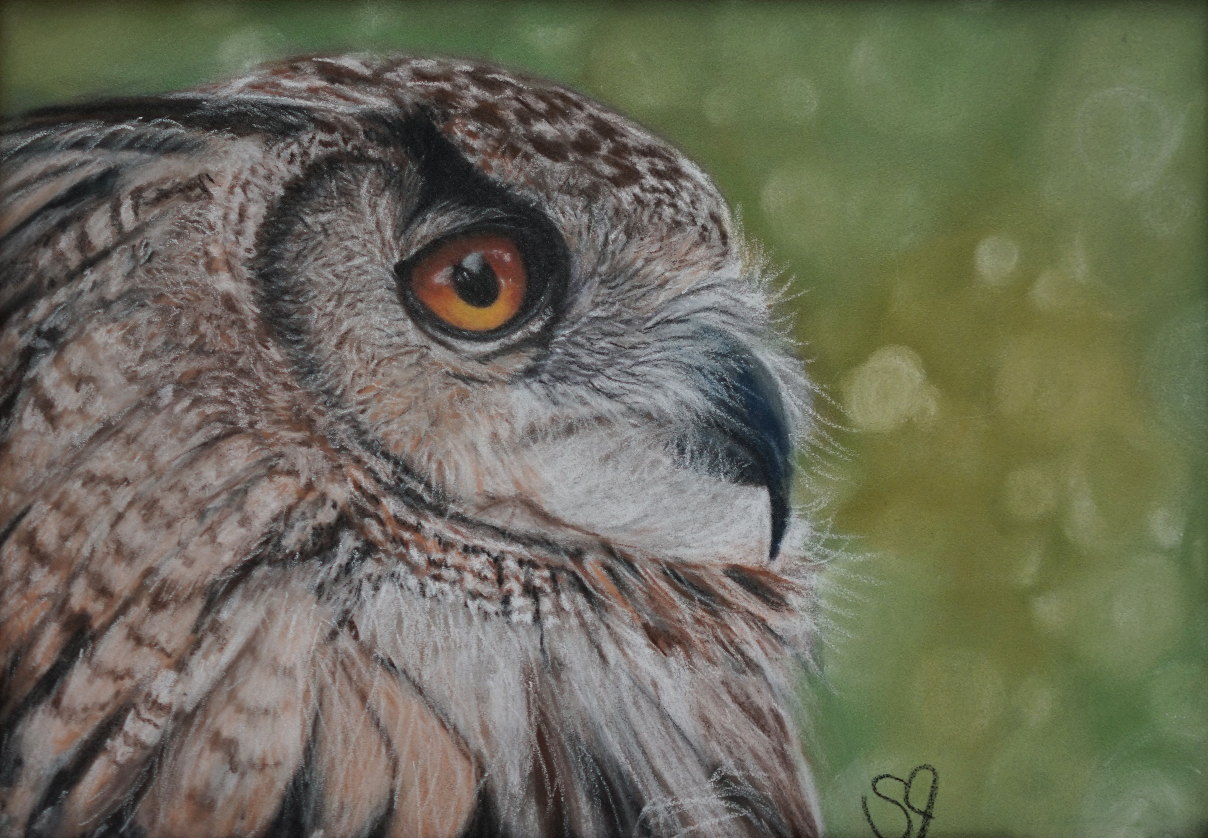 3904x2709 Realistic Owl Painting Using Pan Pastels And Pastel Pencils By Pop - Realistic Owl Painting