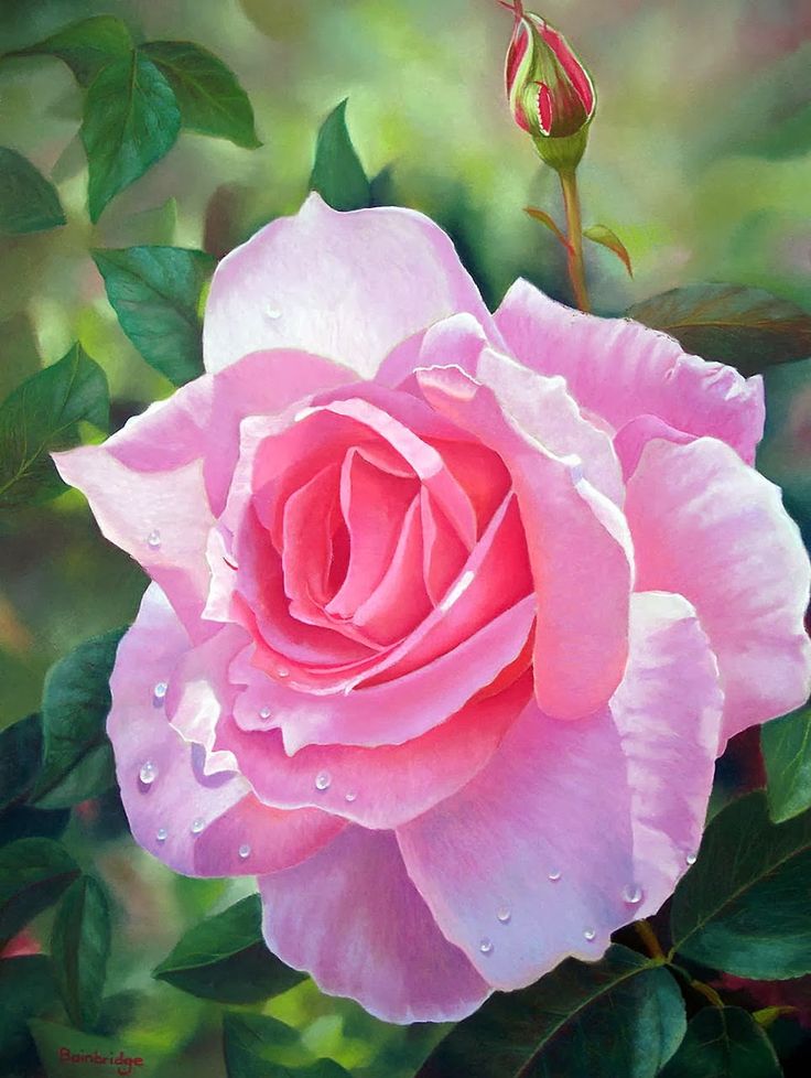 736x978 25 Beautiful Flower Painting From Top Artists Around The World - Realistic Rose Painting