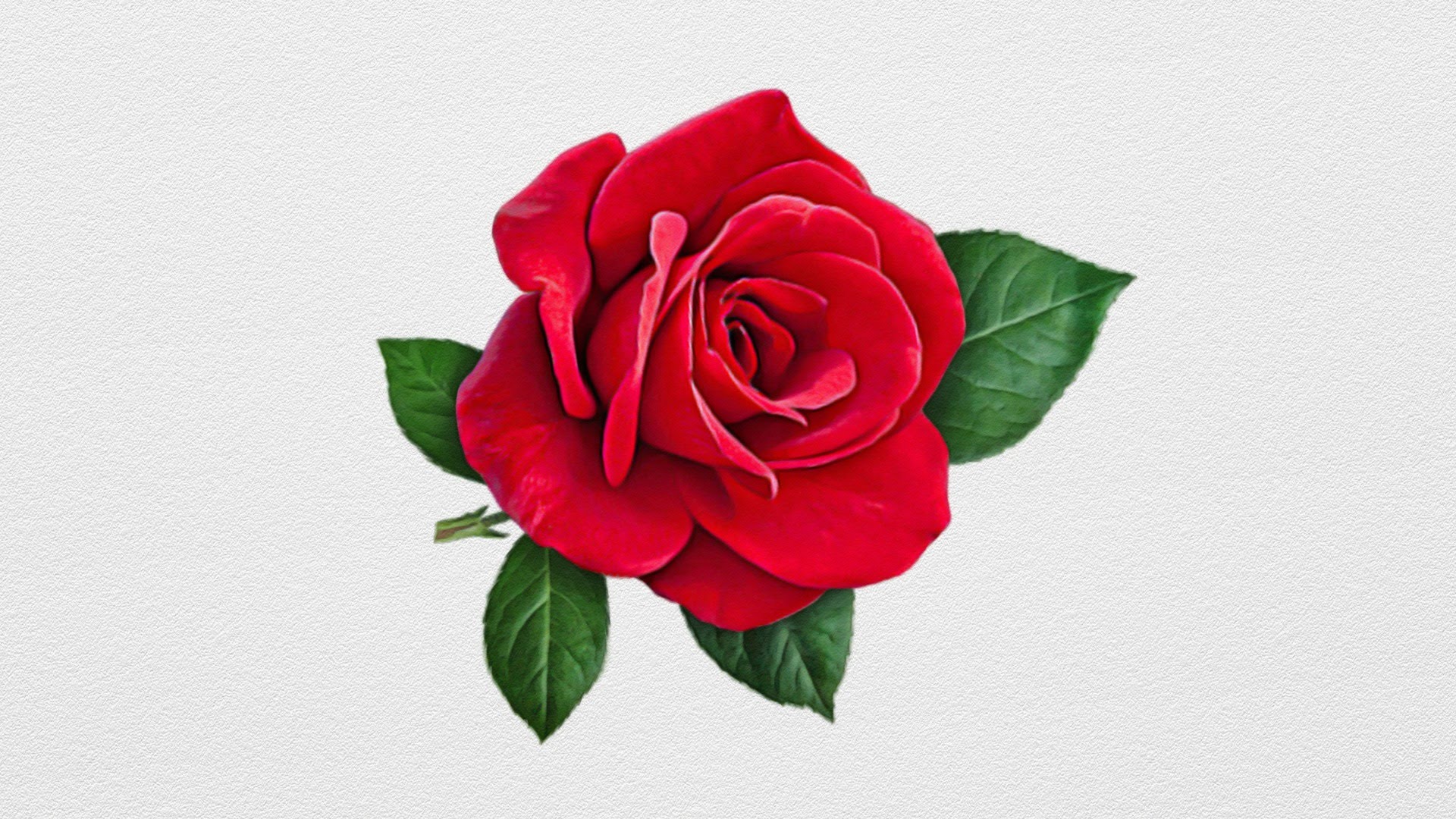 realistic-rose-painting-at-paintingvalley-explore-collection-of