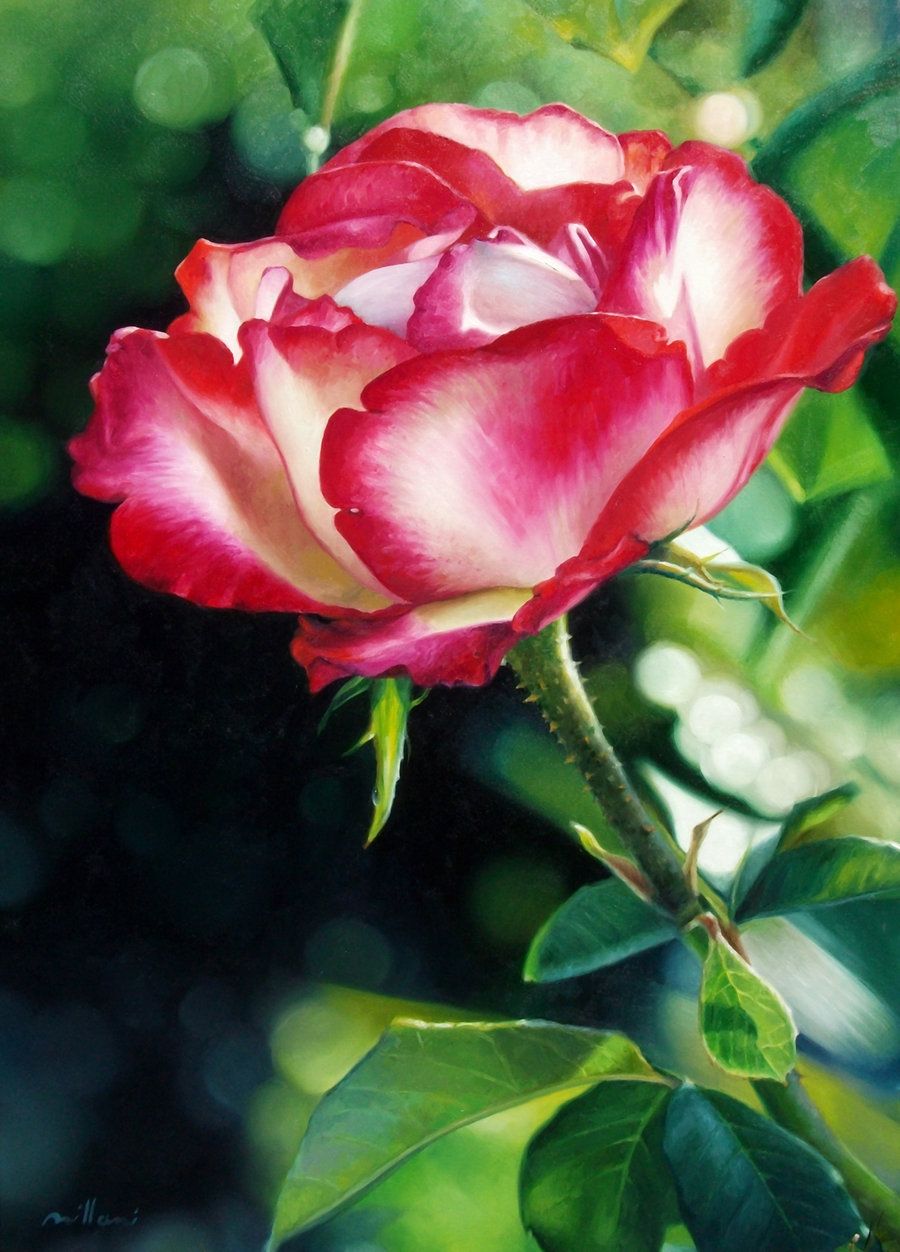 900x1252 Hyper Realistic Rose ~ Oil Painting On Canvas 70x100cm By - Realistic Rose Painting