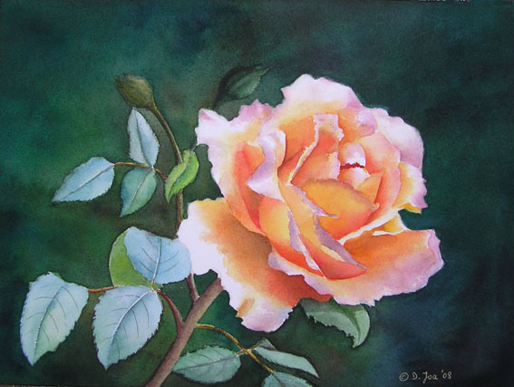 567x427 Deep Orange Rose With Yellow In Watercolor - Realistic Rose Painting