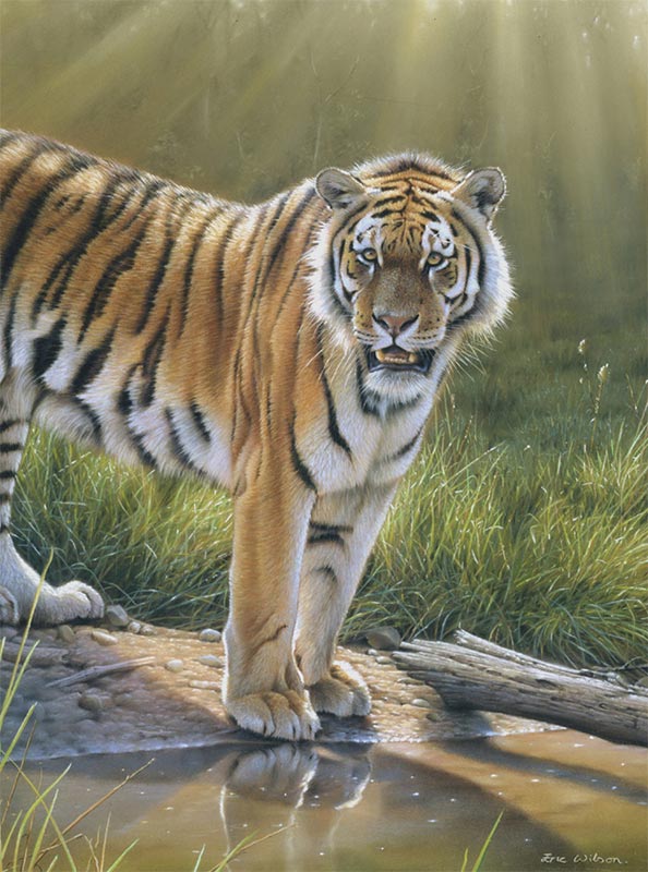 594x800 Realistic Tiger Painting Art Lesson - Realistic Tiger Painting