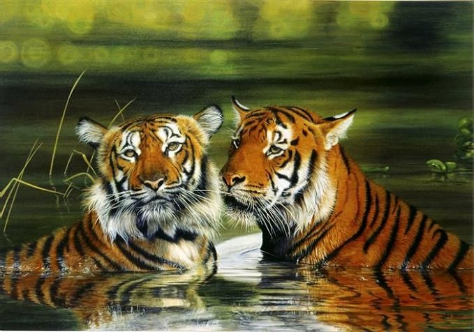 679x476 Realistic Tiger And Leopard Paintings - Realistic Tiger Painting