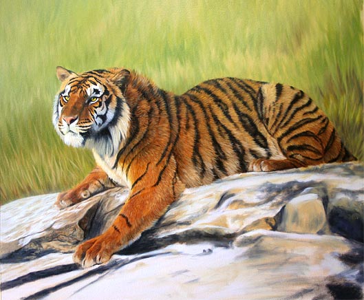 529x436 Tiger Paintings, Wildlife Art, Commission A Painting - Realistic Tiger Painting
