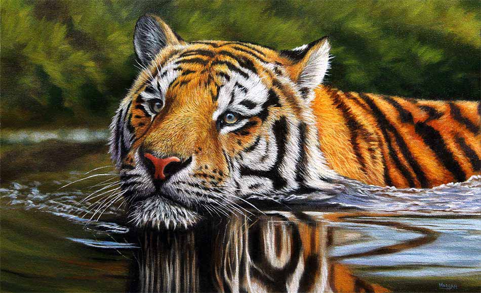 950x580 Index Of Misc Imageson Easeltiger Swimming Painting - Realistic Tiger Painting