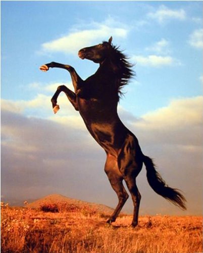 402x500 Wild Black Stallion Horse Rearing Animal Wall Decor - Rearing Horse Painting
