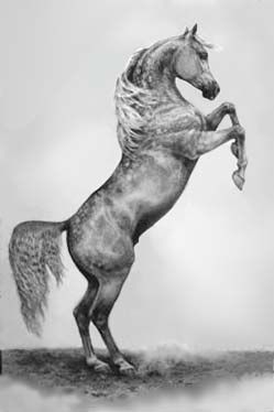 249x374 Rearing Horse Art. I Like It Arabians - Rearing Horse Painting