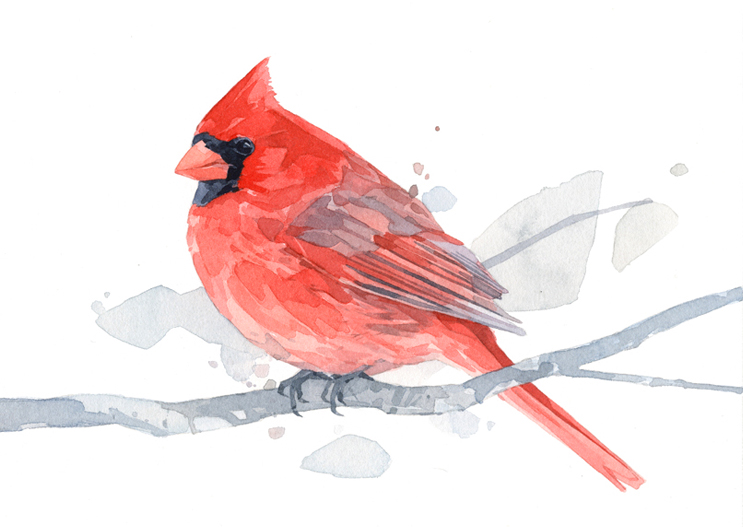 743x527 Cardinal Watercolor Painting, Archival Art Print David Scheirer - Red Bird Painting