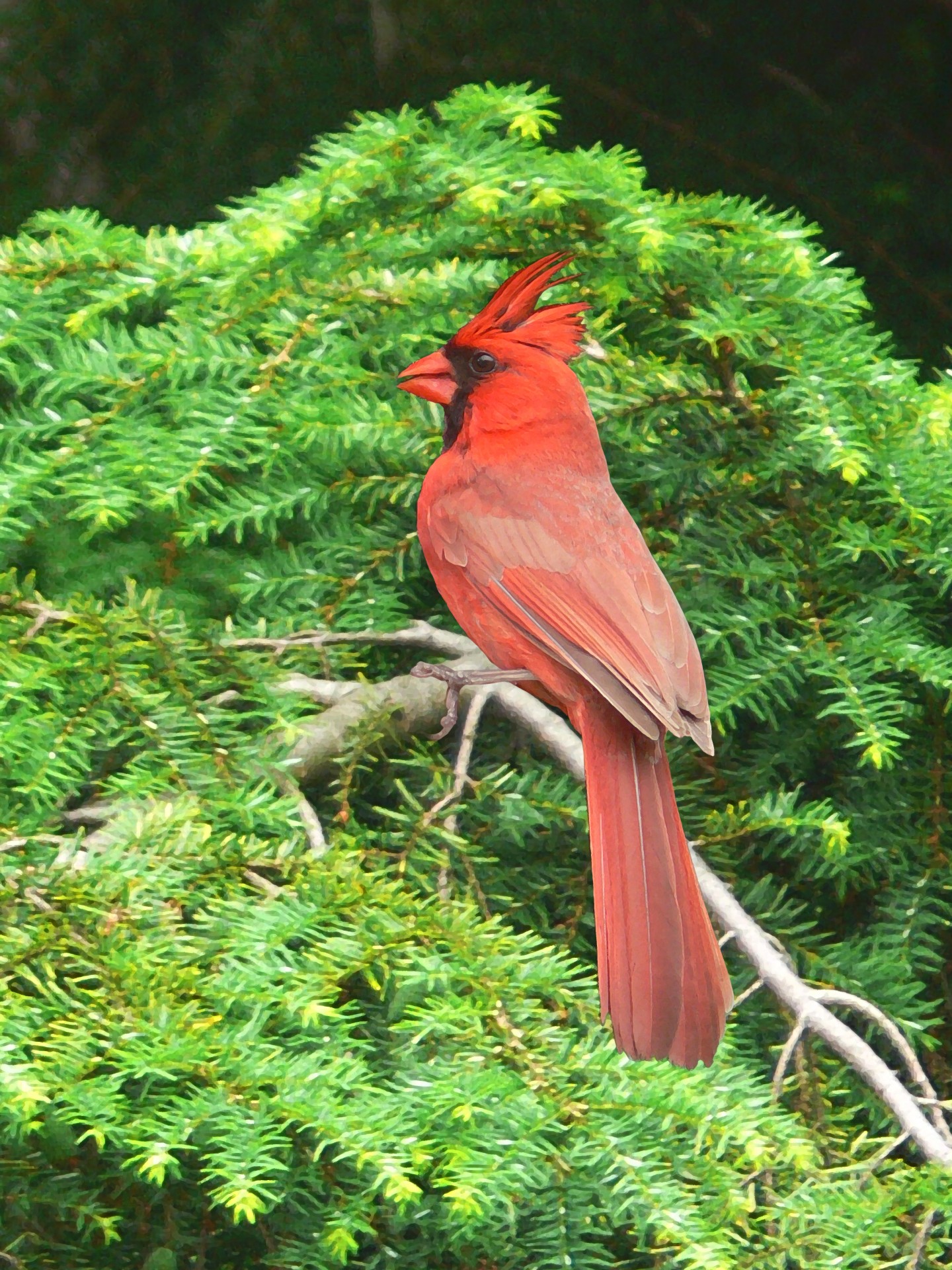 1440x1920 Painting Of A Red Cardinal Free Stock Photo - Red Cardinal Painting