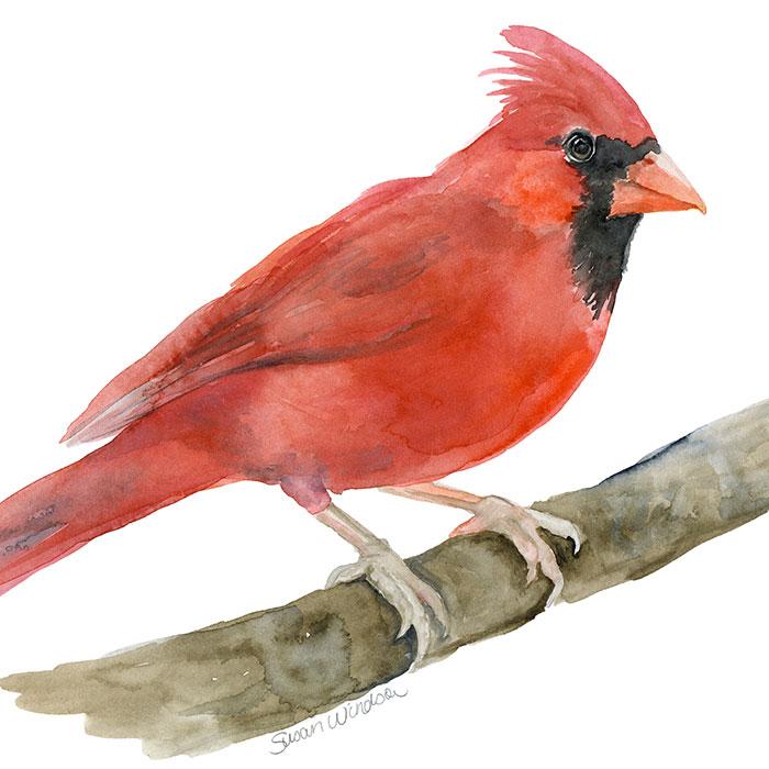 700x700 Red Cardinal Original Watercolor Painting Susan Windsor - Red Cardinal Painting