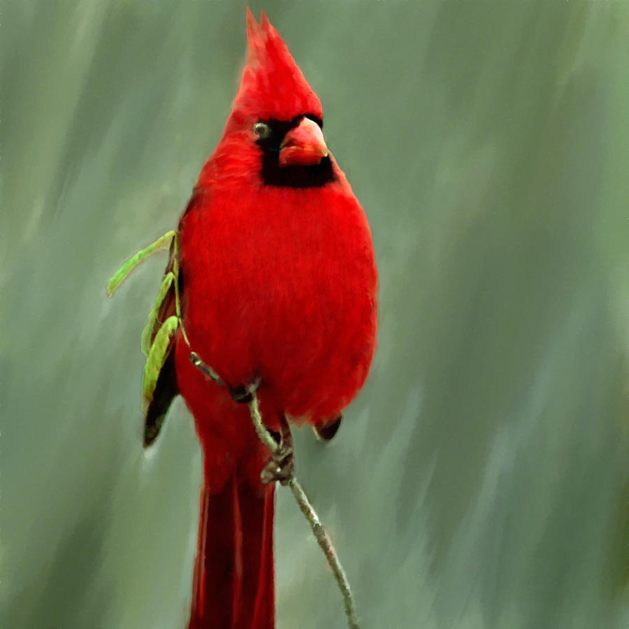 900x900 Red Cardinal Painting Photograph By Bob And Nadine Johnston - Red Cardinal Painting