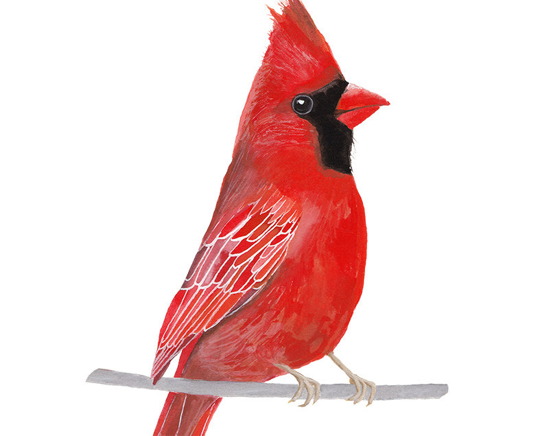 800x635 Bird Painting Red Cardinal Painting Bird Print Printable - Red Cardinal Painting
