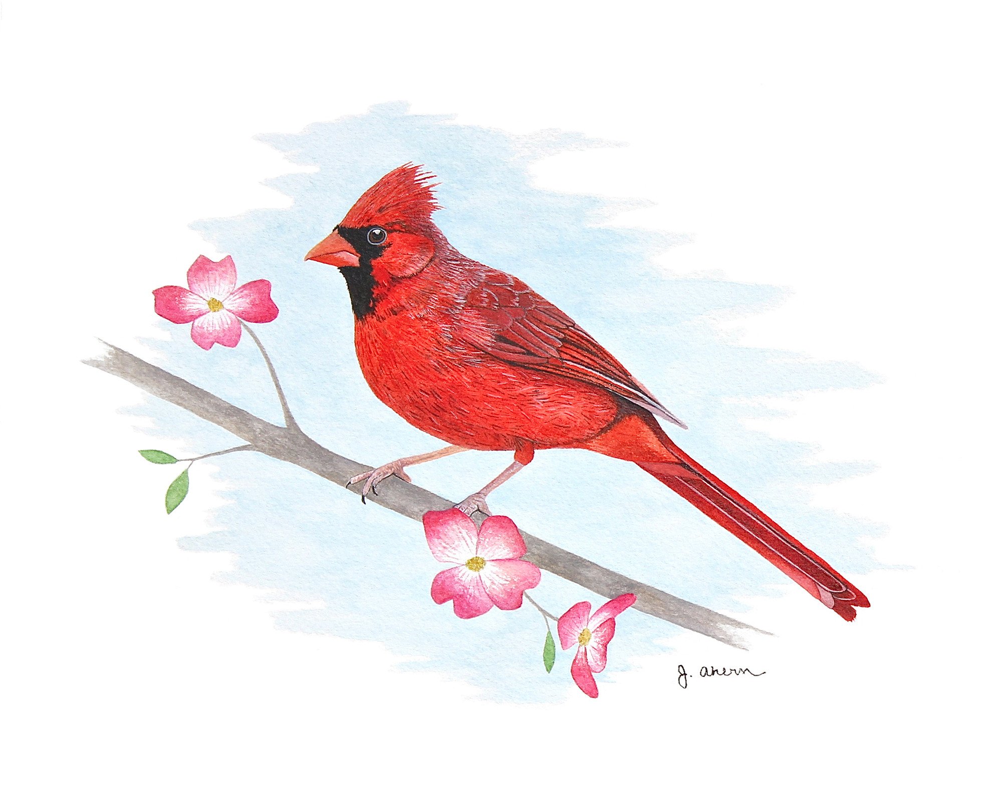 2000x1600 Cardinal On Dogwood Branch Print Jennifer Ahern - Red Cardinal Painting