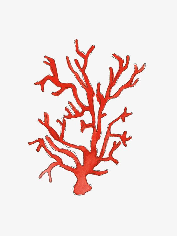 564x752 Red Coral, Illustration, Hand Painted, Cartoon Png Image - Red Coral Painting