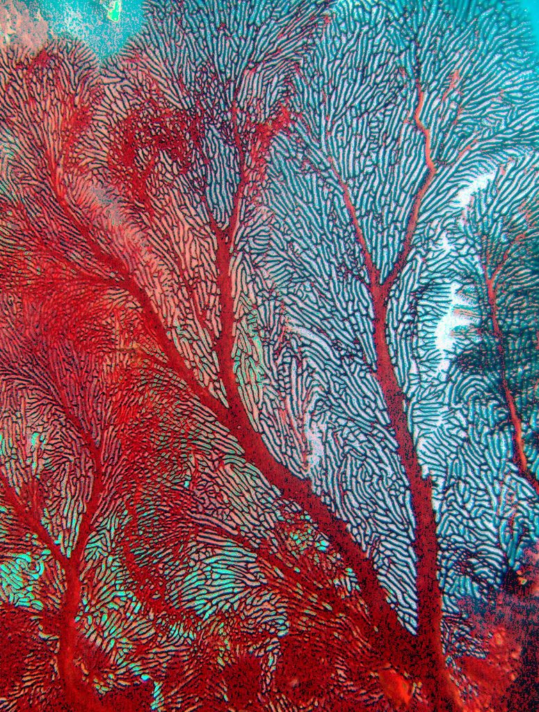 775x1024 Red Coral Sea Fan Painting Idea Red Coral, Digital - Red Coral Painting