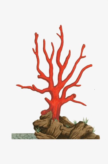 375x570 Hand Painted Red Coral, Hand Painted, Red, Coral Png Image - Red Coral Painting