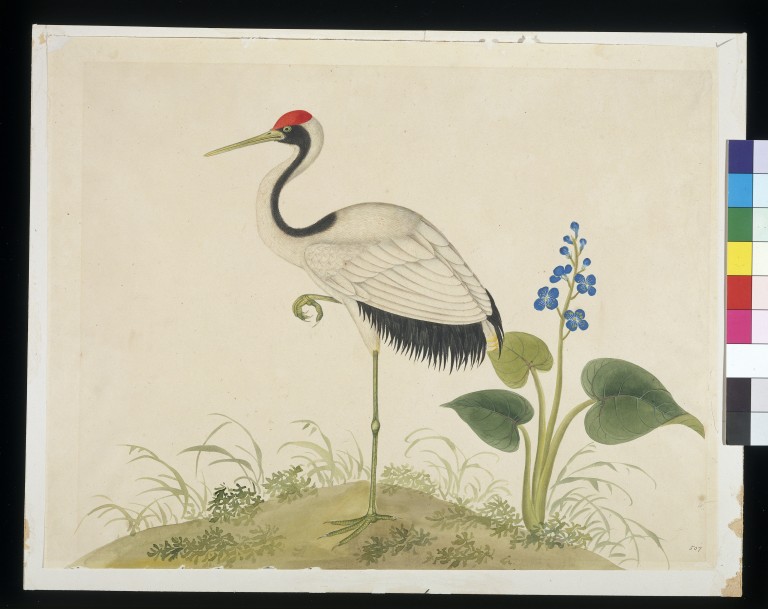 768x609 Red Crowned Crane (Painting) Vampa Search The Collections - Red Crowned Crane Painting